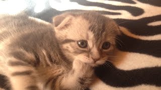 Котята учатся ходить и сидеть. Нашим шотландским вислоухим котятам 18 дней. Шотландская вислоухая. Котята учатся ходить и сидеть. Нашим шотландским вислоухим котятам 18 дней. Шотландская вислоухая.