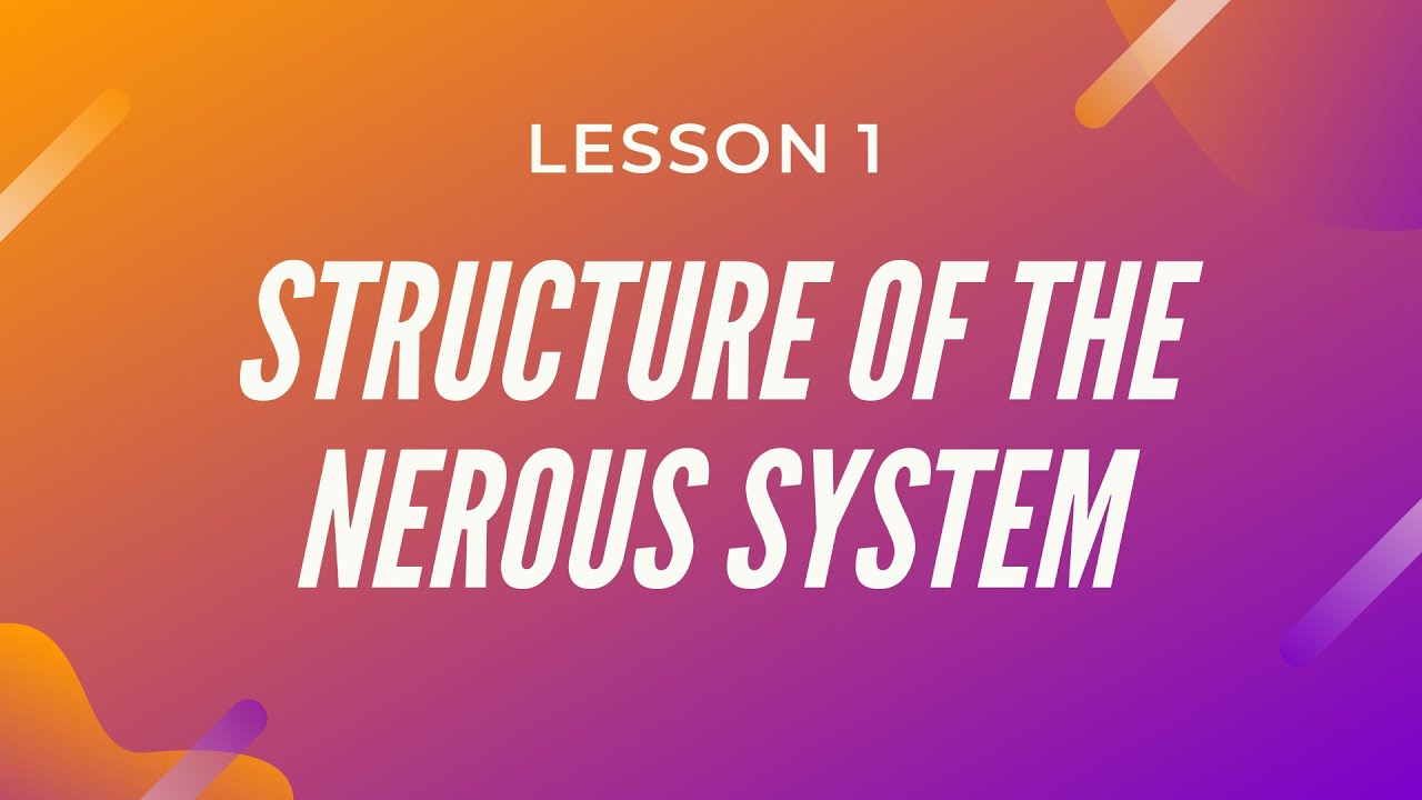 Structure of The Nervous System - Cognitive Psychology Lesson # 1