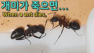 죽은 개미를 본 동료 개미의 놀라운 행동