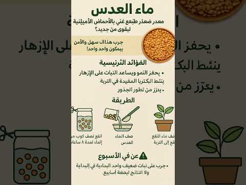 ماء العدس السر الطبيعي المذهل لإنقاذ النباتات الضعيفة قوة غذائية من مطبخك 
