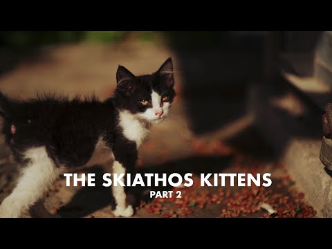The Skiathos Kittens: Part 2