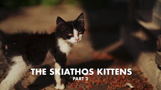 The Skiathos Kittens: Part 2 by One Man Five Cats 5,263 views 3 years ago 21 minutes