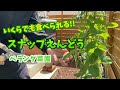 【プランター菜園】 スナップえんどう(11月種まき~収穫まで)