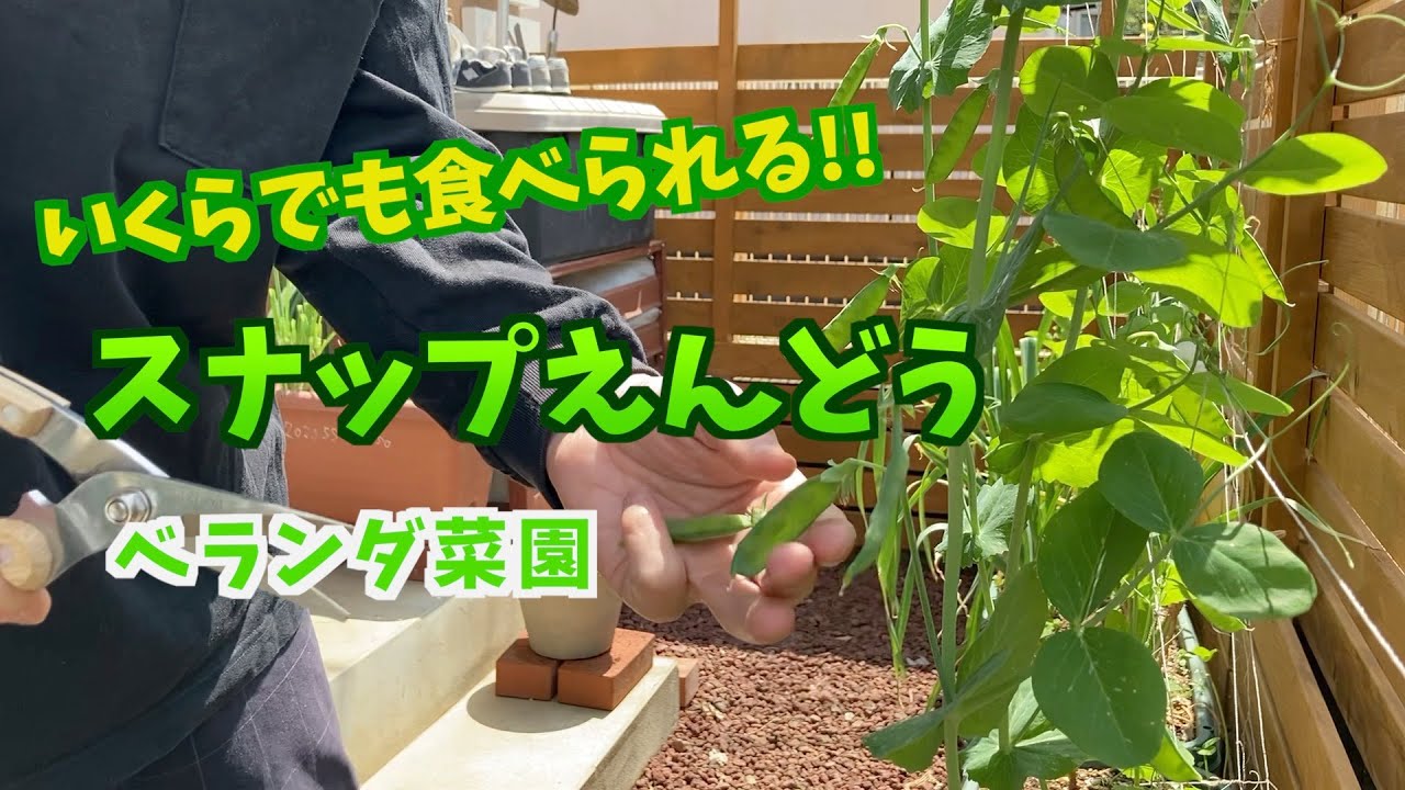 プランター菜園 スナップえんどう 11月種まき 収穫まで Youtube