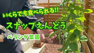 プランター菜園 スナップえんどう 11月種まき 収穫まで Youtube