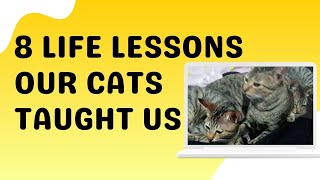 8 Life Lessons Our Cats Taught Us | #lifelessons #lessonsfromcats #catlover #petlover