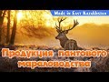 MADE IN EAST KAZAKHSTAN: Продукция пантового мараловодства