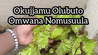 Olubuto Weruvamu Tosuula Mwana Oyo Muziike Enno Abawala Video Enno Yamwe 