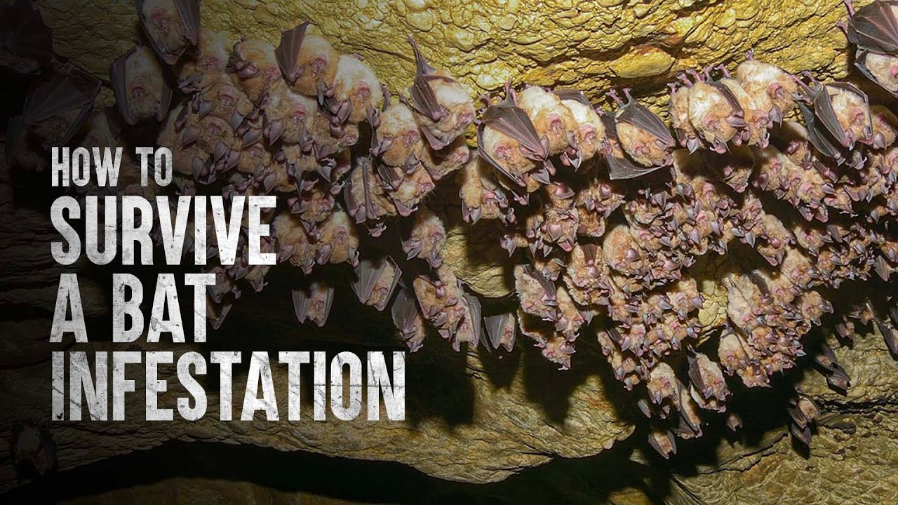 How to Survive a Bat Infestation YouTube