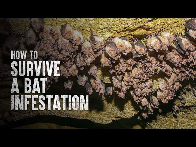 Bat Infestation