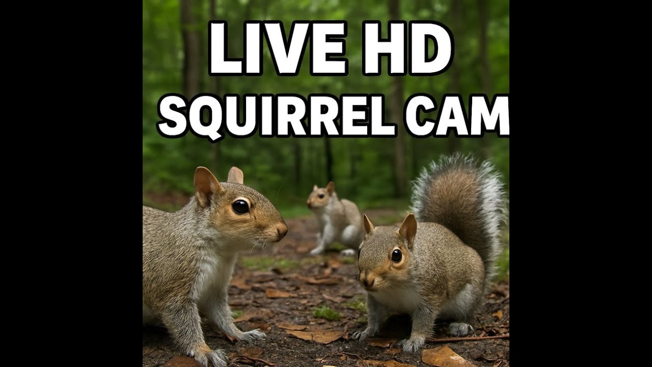 LIVE SQUIRREL CAM 🐿️ | Real-Time Forest Feed in HD - YouTube