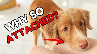 9 Surprising Reasons Your Dog Follows You Everywhere!