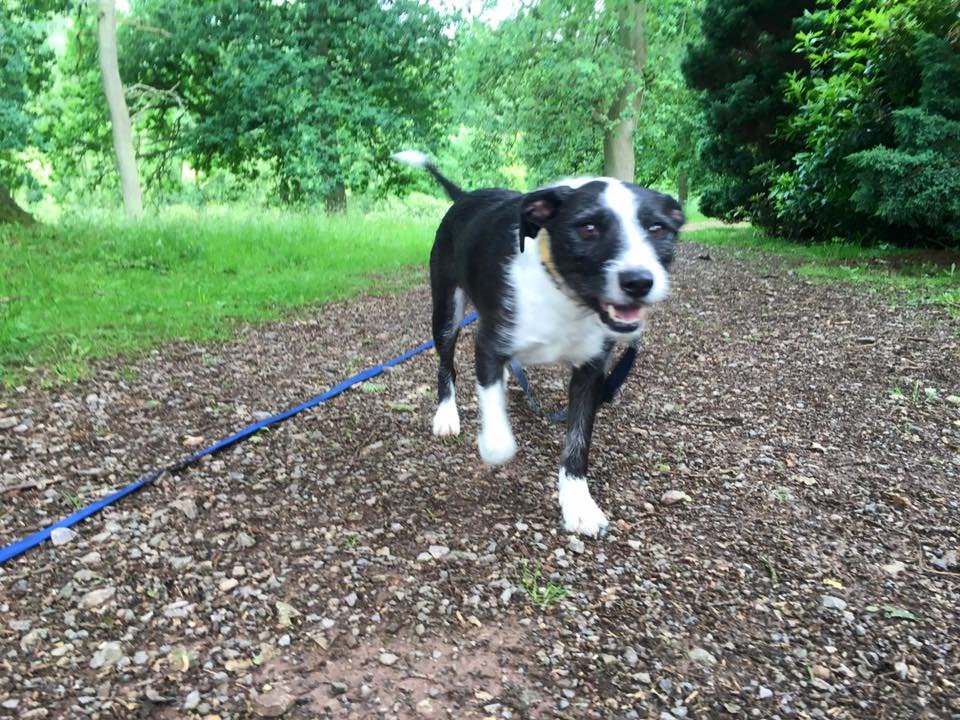 english staffy x border collie