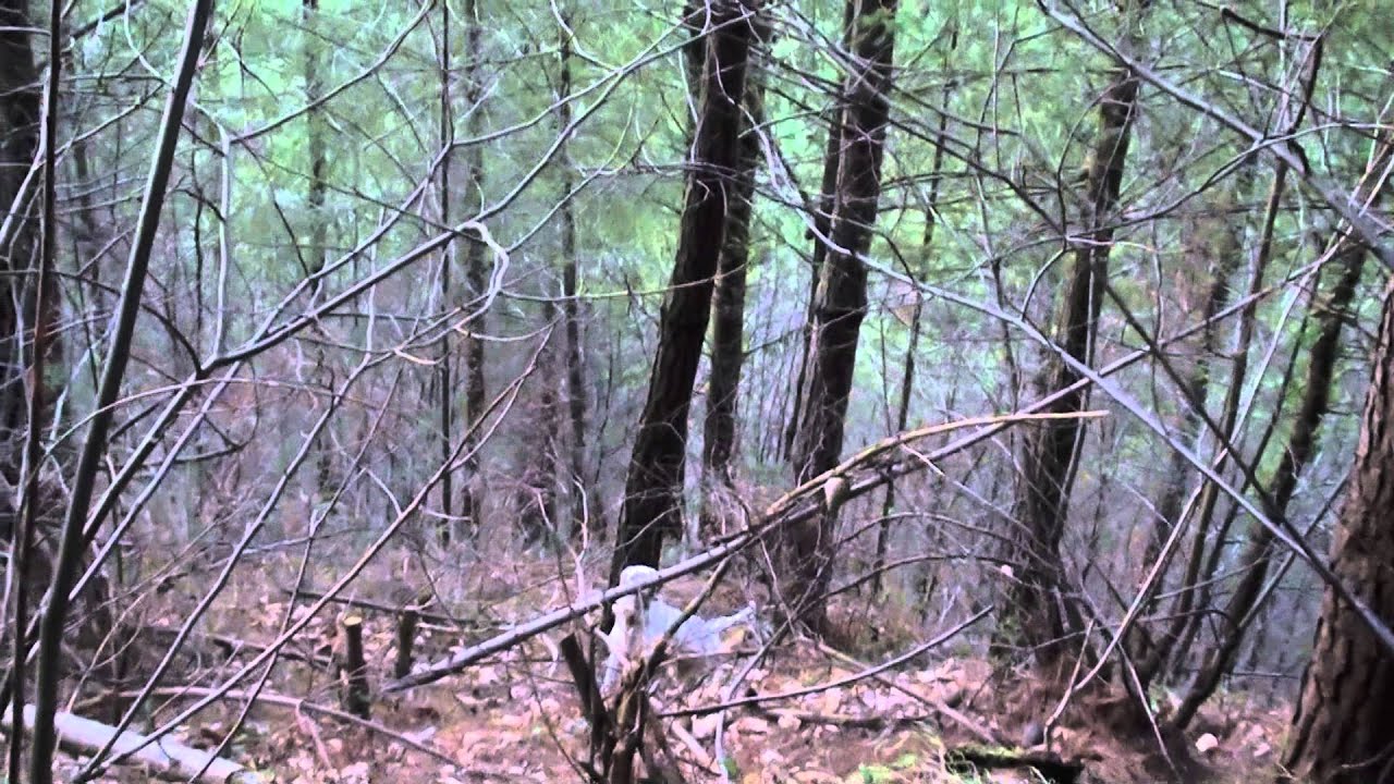 Astu, Lur eta Xol ollagorrakin