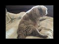 Кошка Эльвира