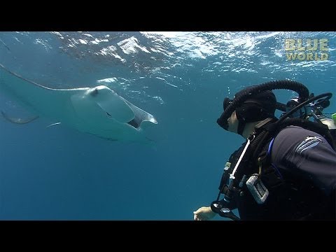 Manta Ray Feeding Frenzy | JONATHAN BIRD'S BLUE WORLD