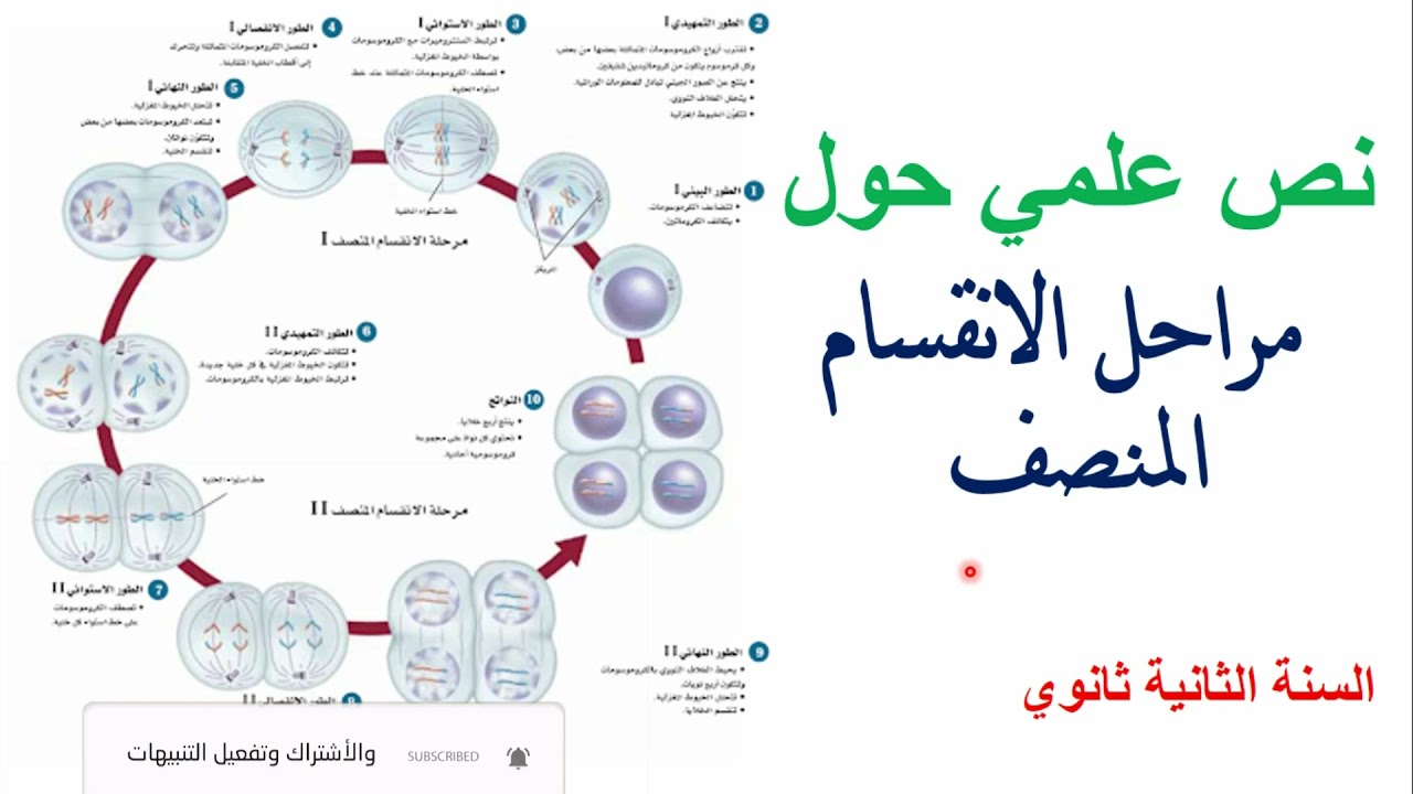 نص علمي حول الانقسام المنصف 2 ثانوي
