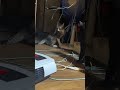 扇風機と闘うキジシロのルル