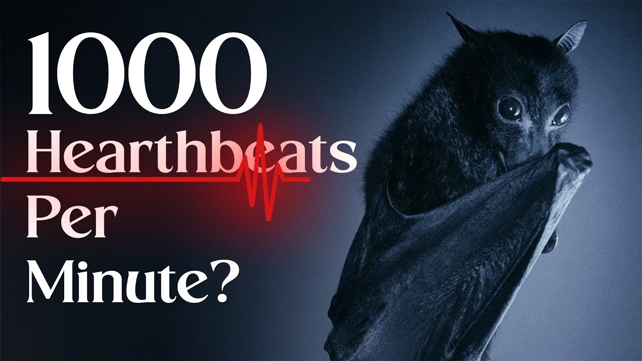 The Incredible Biology of Bats