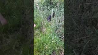 Djtpatterdaleterrier Nero Is Hunting For Mice