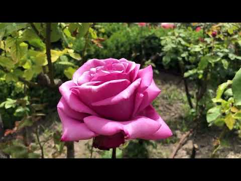 Pink rose