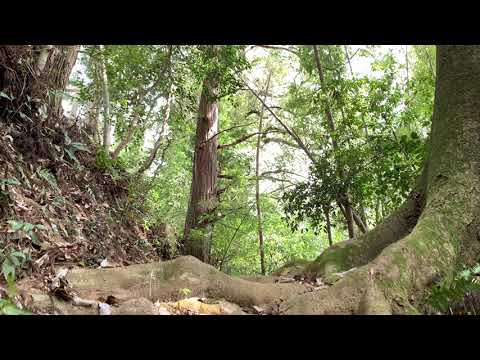 【ASMR／自然音】この動画と出会ったあなたは目を閉じればもうそこに、森の景色が見えてくる。心が落ち着く森の音。Nature Sounds of a forest for Relaxing