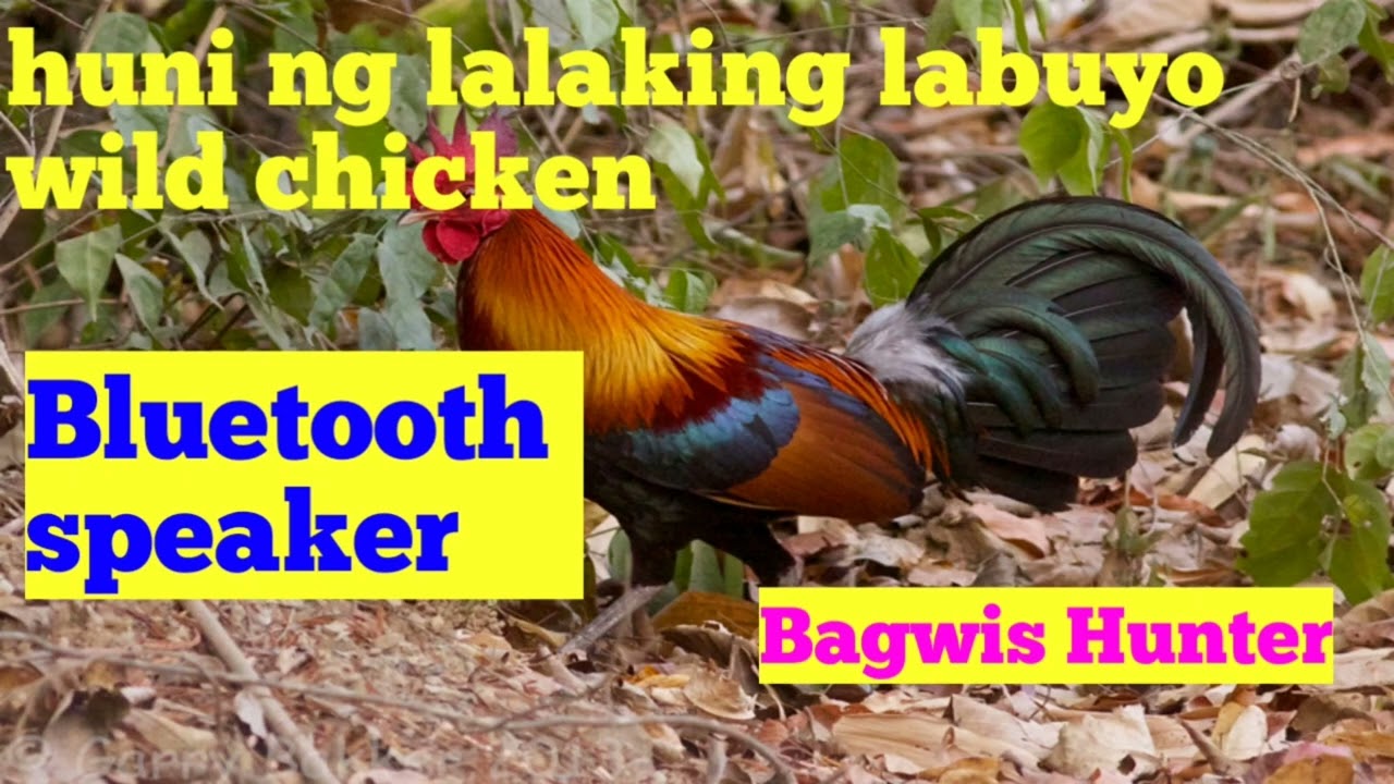 episode#02)wild chicken sounds (huni ng lalaking labuyo) Bluetooth speaker