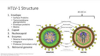 BSC 546 - HTLV1 Presentation