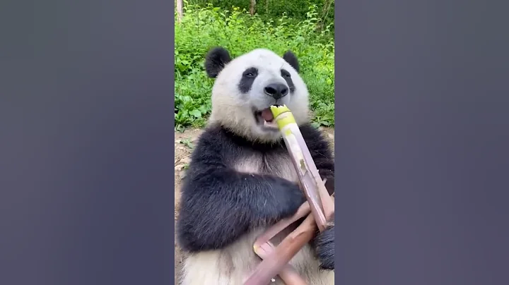 Cute Panda Eating Bamboo Shoots #viral #shorts - DayDayNews