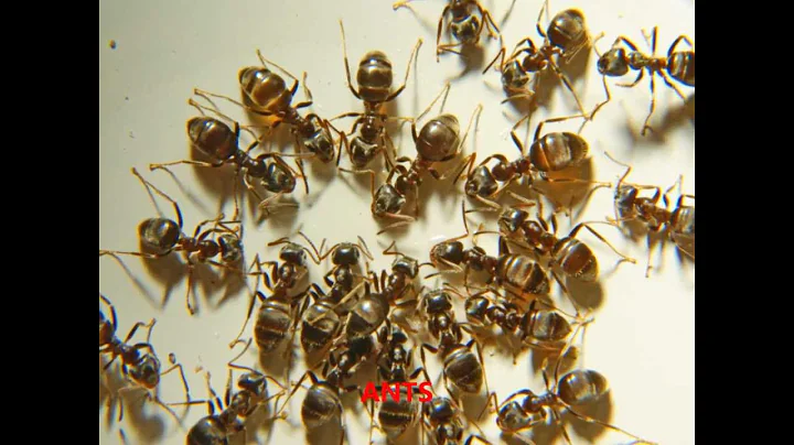Insects with sounds, educational presentation for ...