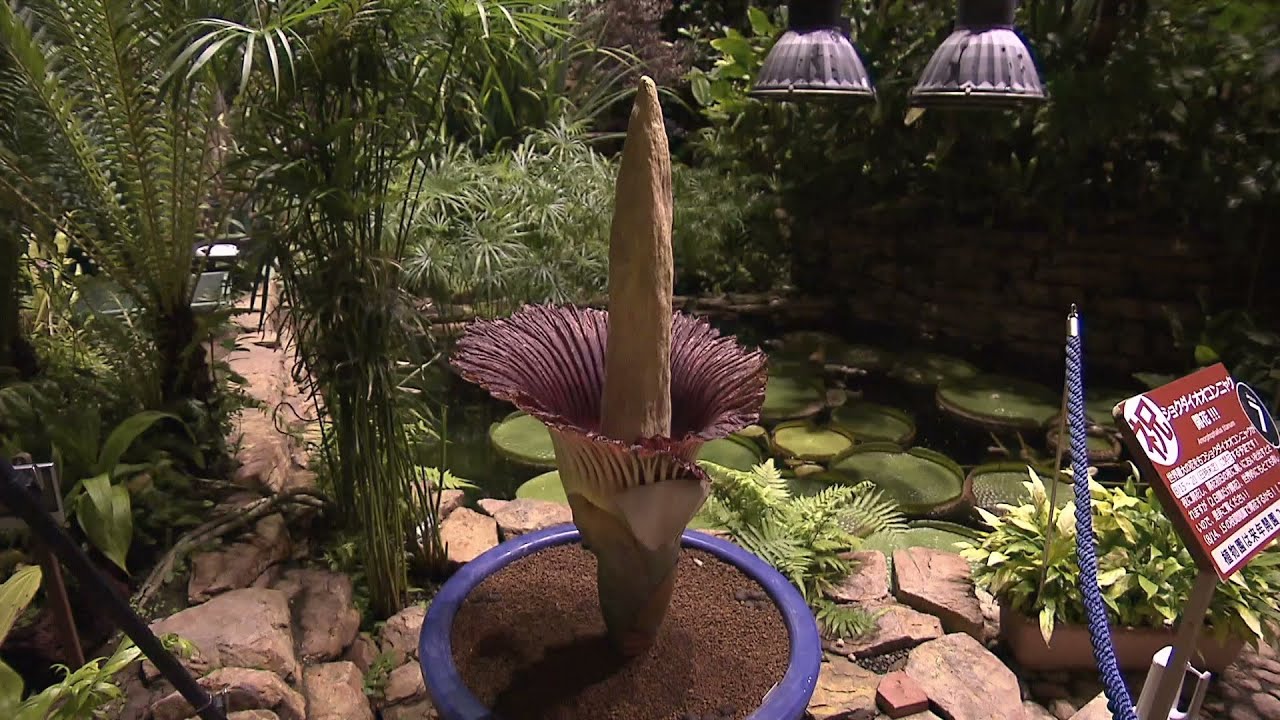世界最大の花】「ショクダイオオコンニャク」が開花 新潟県立植物園