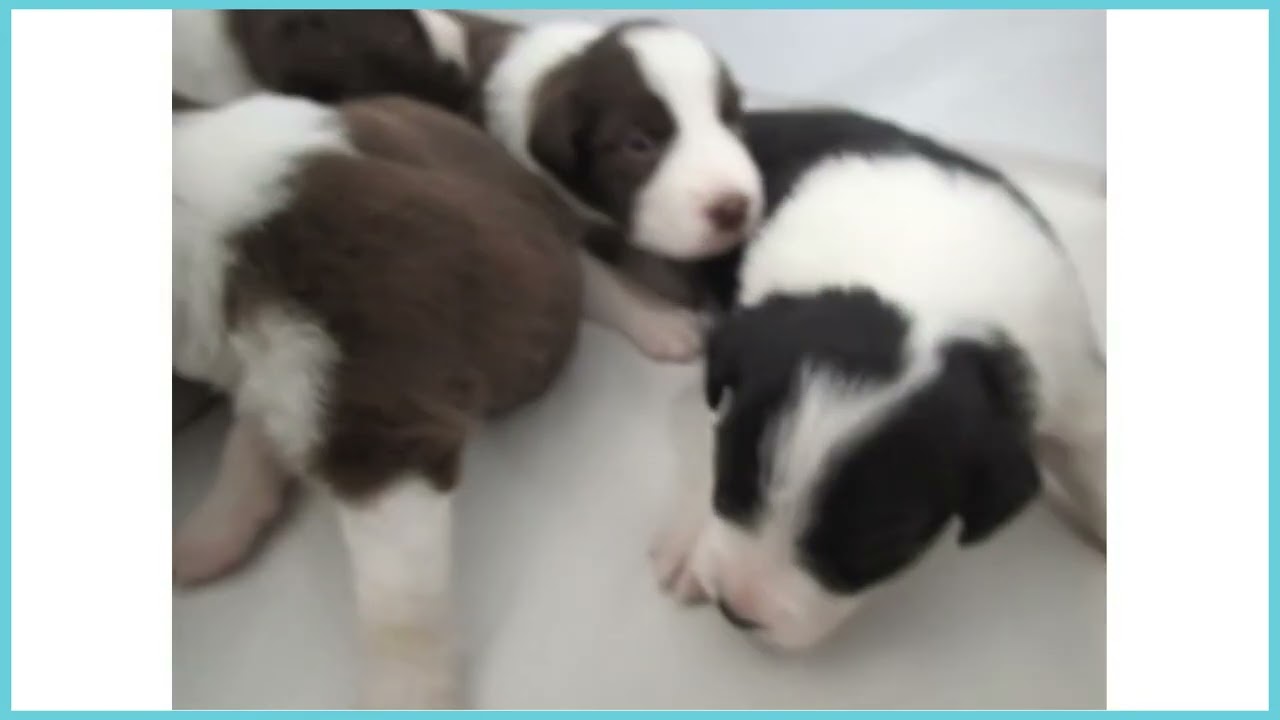 ペットショップcoo&riku No.00742230 ボーダーコリー - YouTube