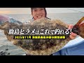 【鹿島ヒラメ】2025年鹿島沖ヒラメ釣り解禁!!良型狙い&数釣り攻略法解説 ヒラメの釣り方/宗和丸