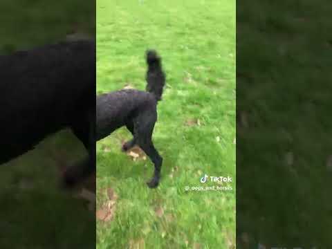 Bessie Labrador, CAVAPOO Deputy Head Boy Gus, Cockapoo Lenny & Rolo & Labradoodle Bertie.#cavapoo
