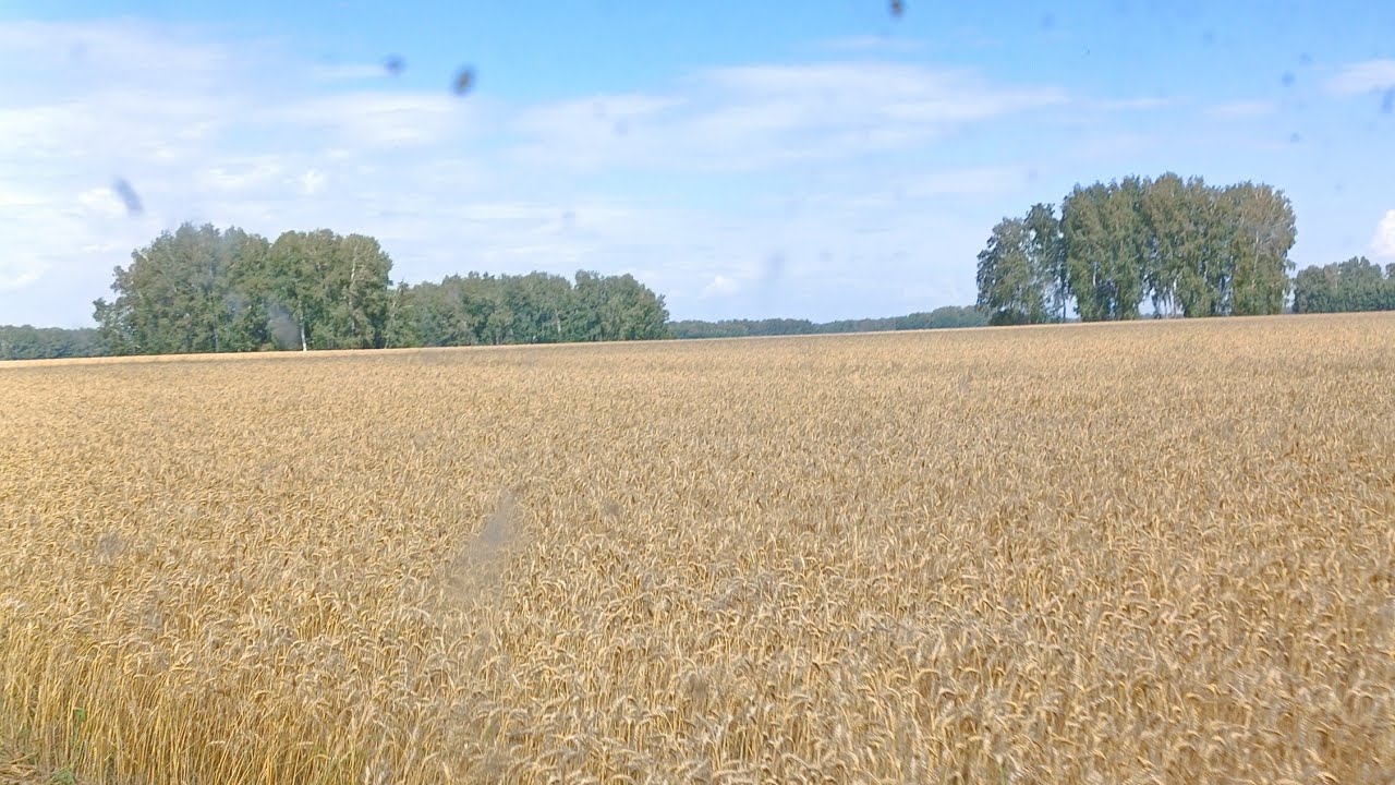 Уборочная 2024.Пшеница. Часть вторая. 