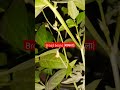 how to grow broad beans 🌼 #ytshorts #shorts #agricultural