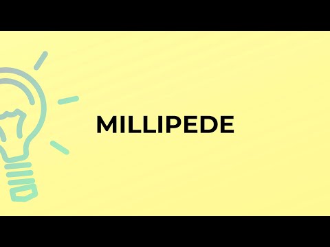 Vídeo: Qual é a definição de milípede?