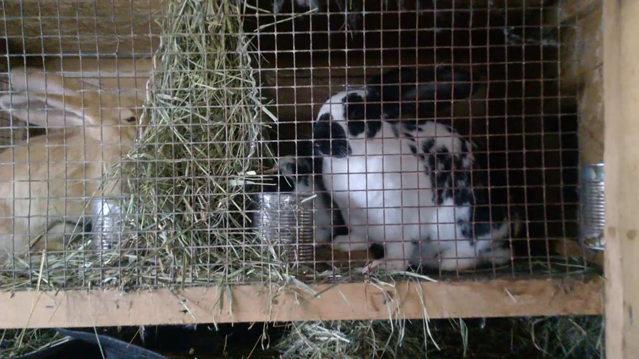 Каких кроликов разводить на мясо.#кроликинамясо.