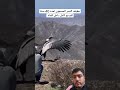 حقيقه النسر المسجون لمده 40 سنة