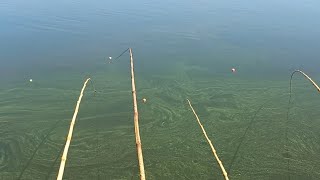 Pescaria Raiz de tilapias Gigantes usando bichinho uma atrás da outra Rio Grande