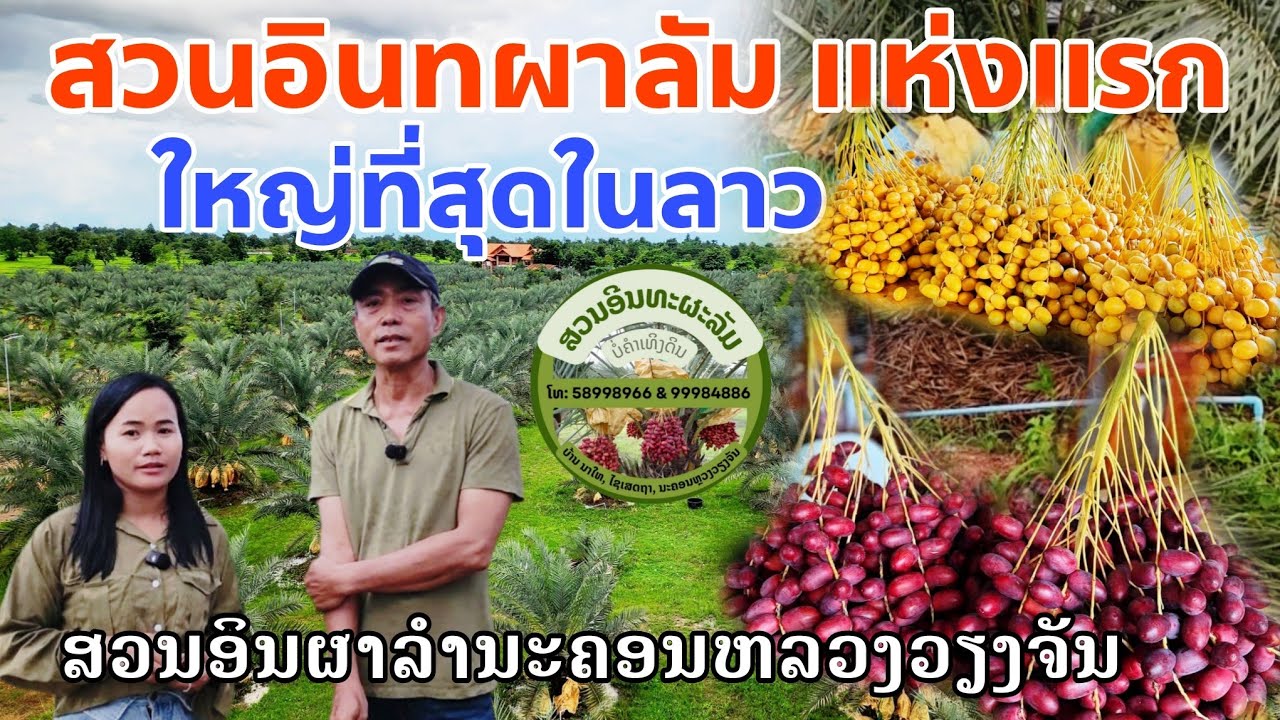 พาชมสวน อินทผาลัมแห่งแรก ใหญ่ที่สุดใน ประเทศลาว | The largest date palm garden in Laos