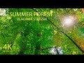 4K Video Nature Summer Forest Summer Walk With Beautiful Green Trees 