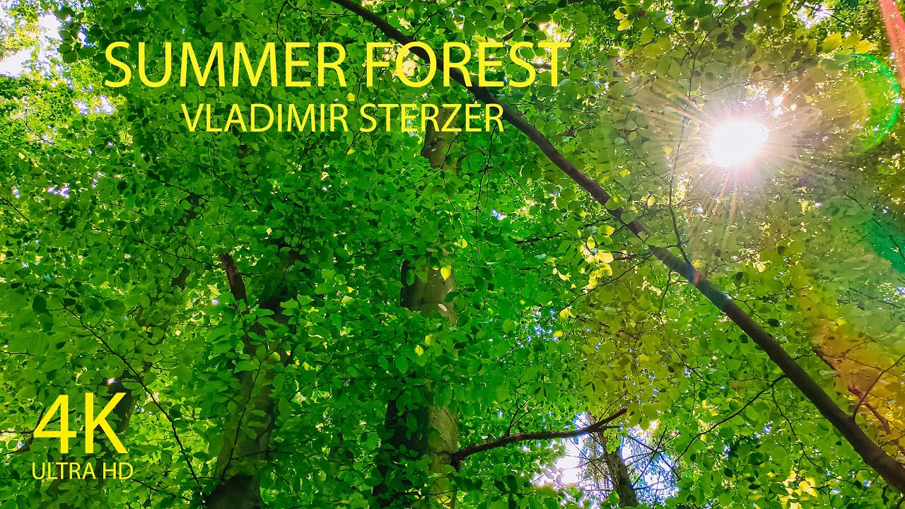 4K Video Nature Summer Forest Summer walk with beautiful green trees