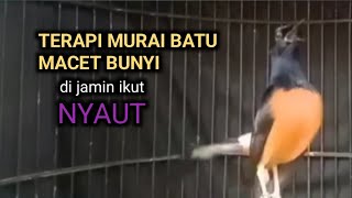 Terapi MURAI BATU macet bunyi di jamin langsung NYAUT seketika