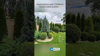Хвойные композиции на участке #туя #ель #сосна #дача #ландшафтныйдизайн #благоустройство #сад