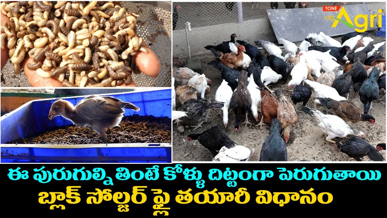 The Cycle of Black Soldier Fly Farming | ఈ పురుగుల్ని తింటే కోళ్ళు దిట్టంగా పెరుగుతాయి.. Tone Agri