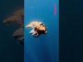 Would you try this underwater jetpack? #tech #underwater #scuba