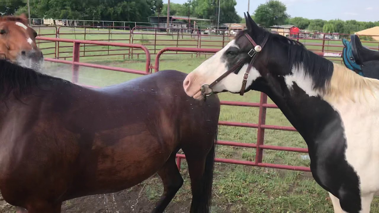 Horses and a water hose YouTube