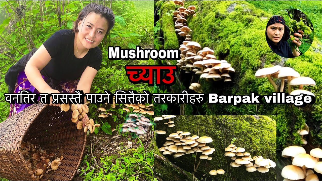 Mushroomबिसालु च्याउ पर्योभने खत्राहुन्छ/जंगलतिर च्याउ खोज्नजादा भेट्यो थरिथरिको च्याउBarpakvillage