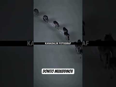 Masha Allah Deb Yozib Keting Bismillah Ai Aivideo Wildlife